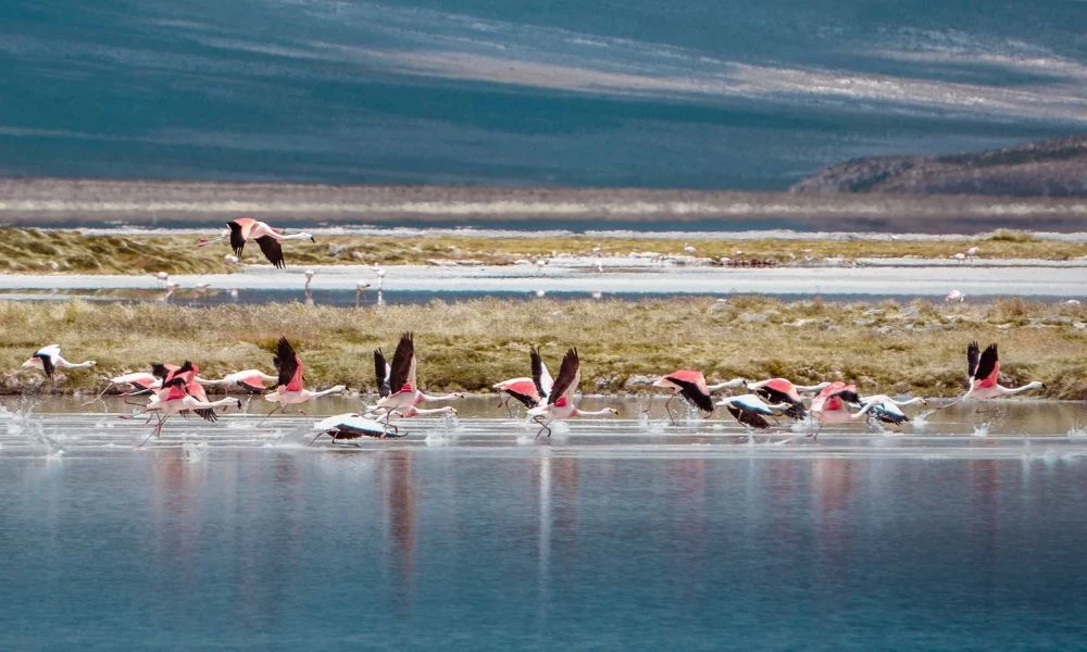 El flamenco de James en pleno vuelo.