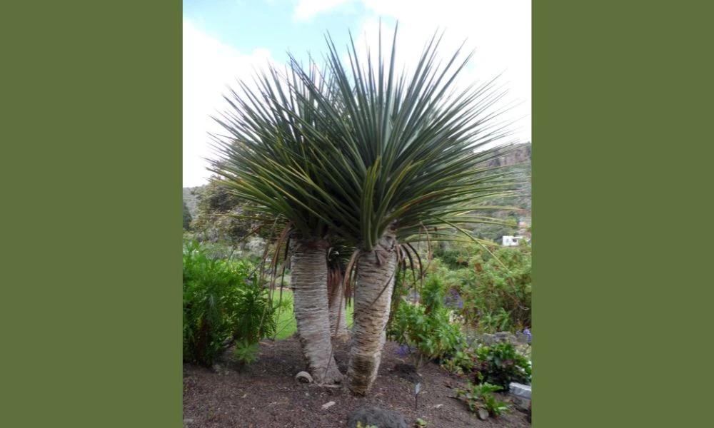 Aspecto del drago de Gran Canaria.