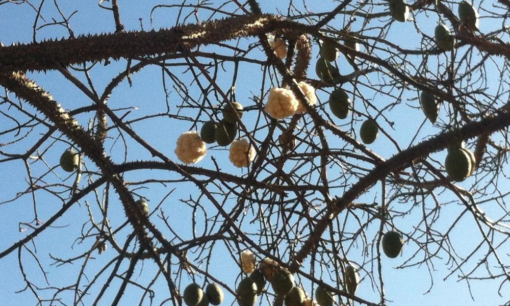Algodón del palo borracho.