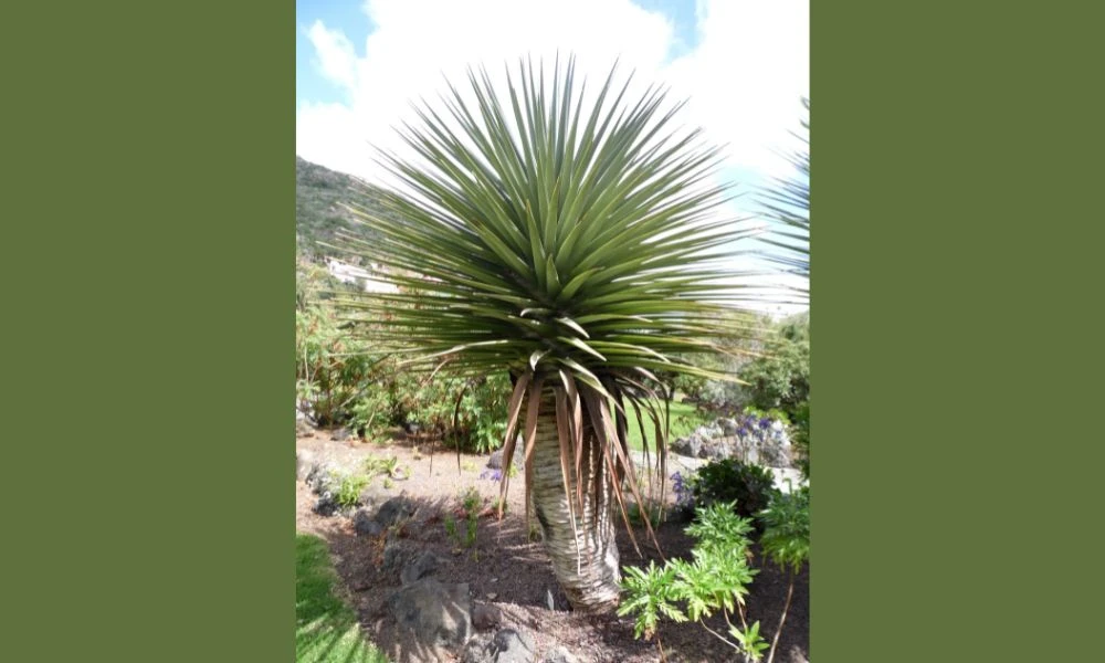 Tamaño del drago de Gran Canaria.