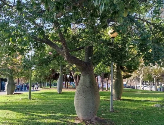 Secretos y curiosidades del palo borracho: el extraño árbol de Sudamérica