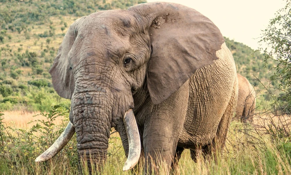 El mamífero terrestre más grande del mundo: así es el asombroso elefante africano