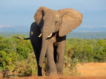 El mamífero terrestre más grande del mundo: así es el asombroso elefante africano