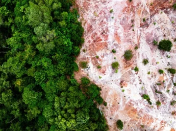 qué es la deforestación