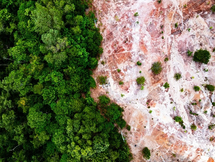 qué es la deforestación