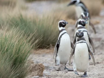Streaming de pingüinos: un parque patagónico muestra cómo es la reproducción de pingüinos, petreles y cormoranes en Argentina