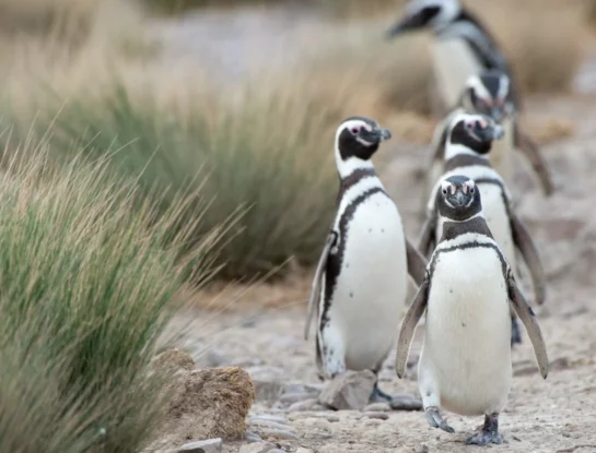 Streaming de pingüinos: un parque patagónico muestra en vivo cómo es la reproducción de pingüinos, petreles y cormoranes en Argentina