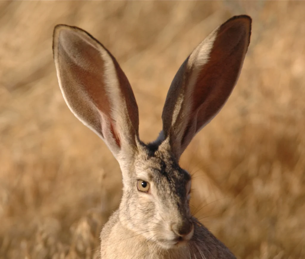 animales del desierto de Chihuahua