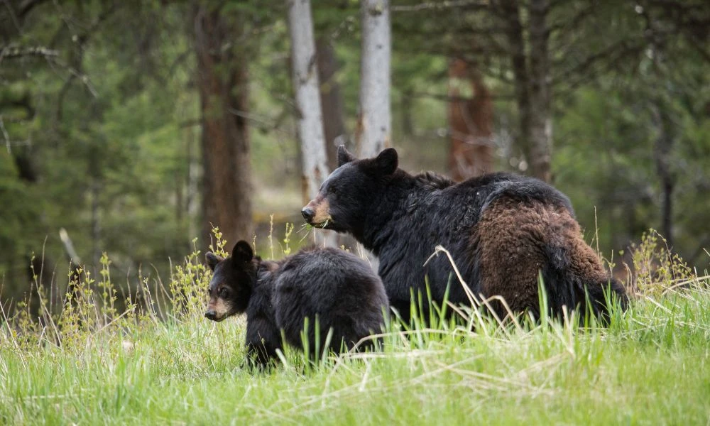 Animales del parque nacional.