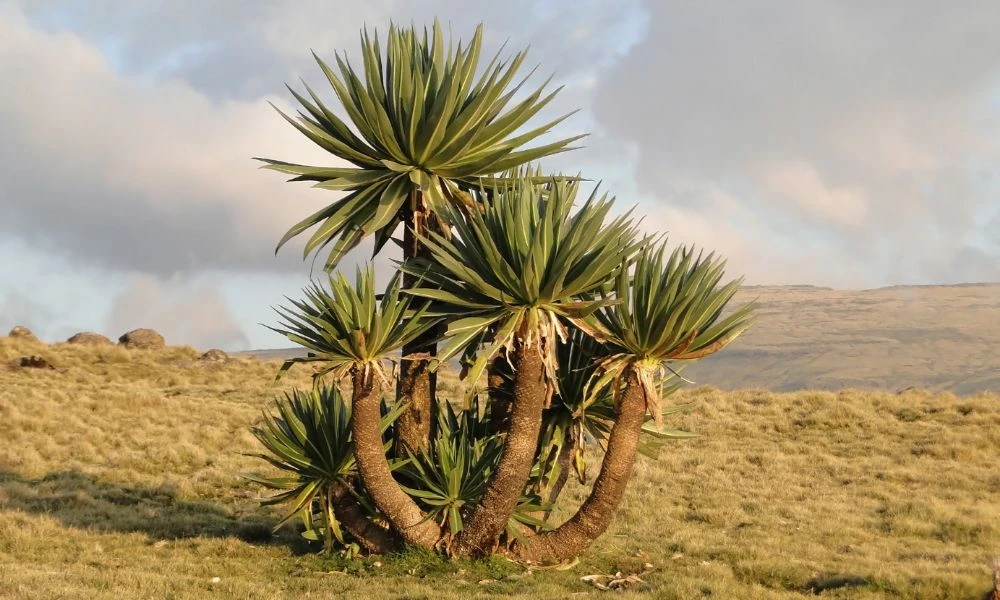 Plantas del parque nacional.