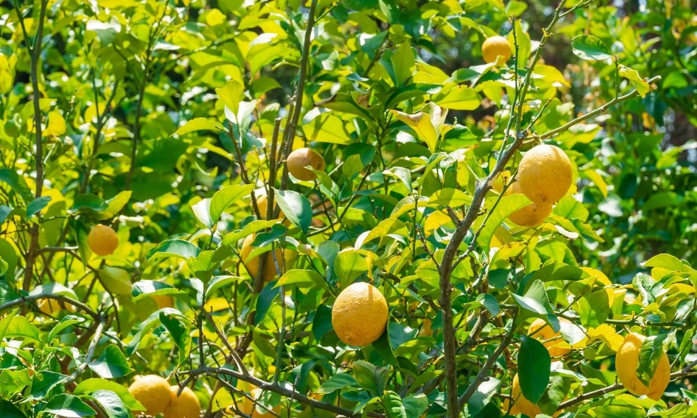 1.800.000 toneladas al año: esta es la provincia argentina que cultiva más limón en todo el país