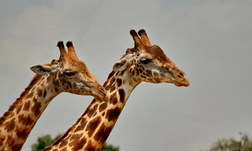 por qué las jirafas tienen el cuello largo