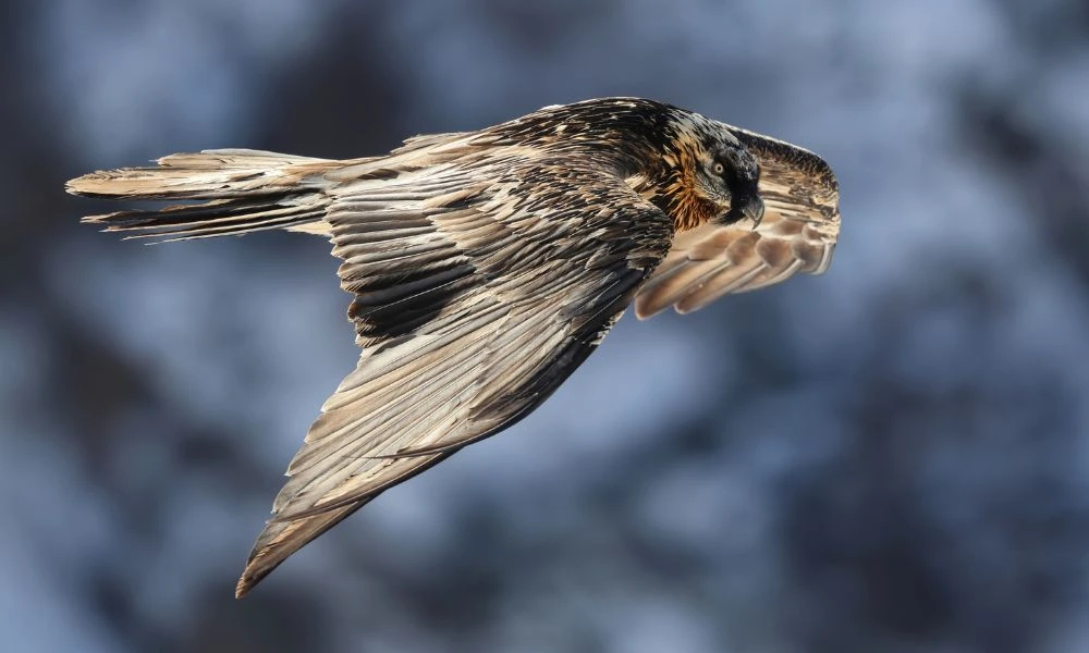 El quebrantahuesos en vuelo.