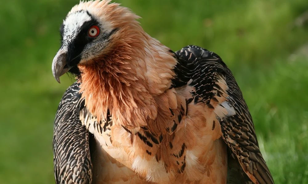 Aspecto del quebrantahuesos.