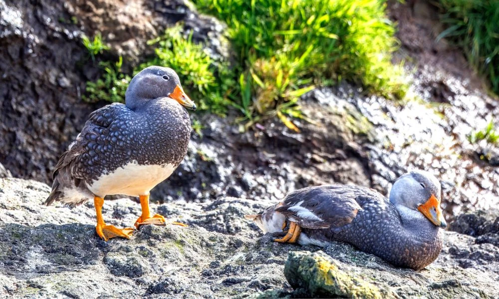 Aspecto del pato vapor austral.