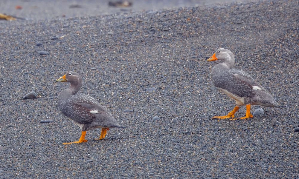 El animal en la Patagonia.