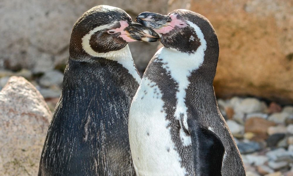 Ejemplares de la especie.