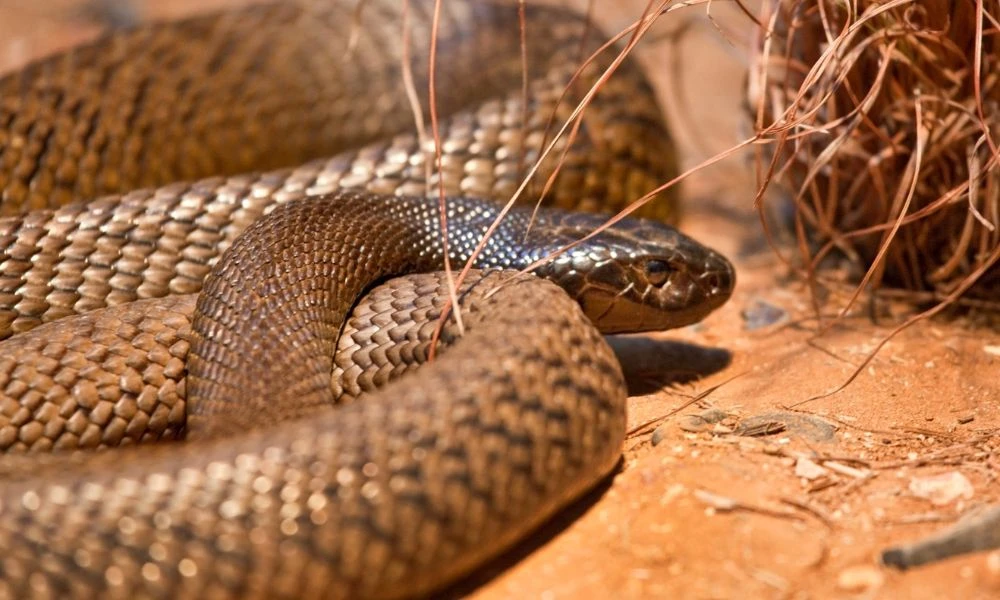 Aspecto de la serpiente terrestre más peligrosa del mundo.