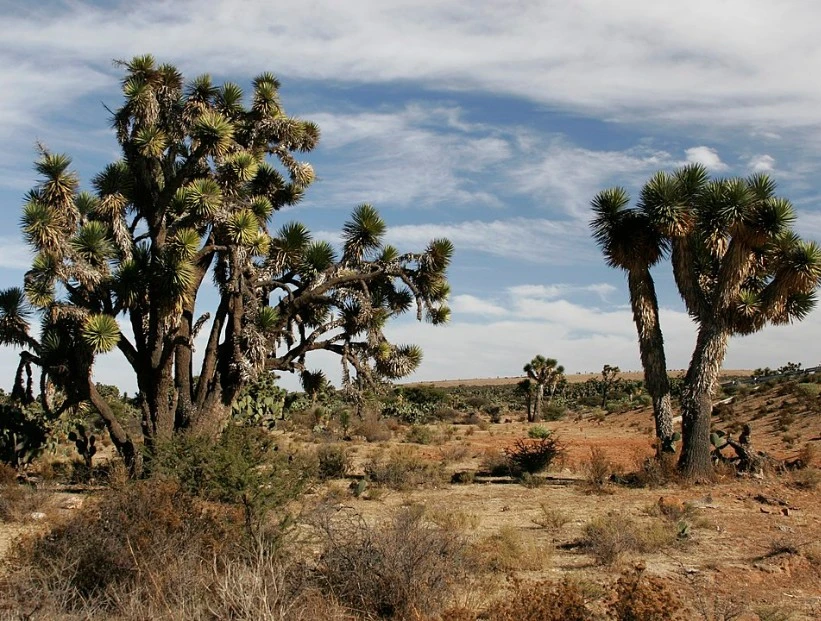 Así es el desierto de Chihuahua, el más grande de Norteamérica