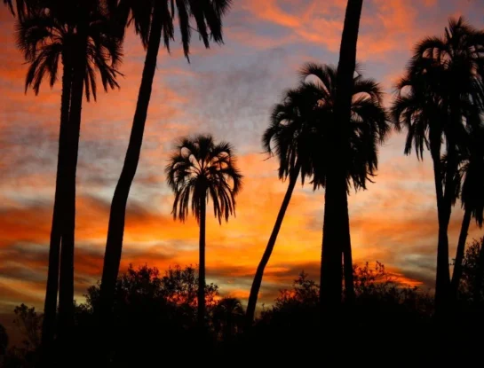 El Palmar: curiosidades del parque nacional argentino que alberga uno de los palmares naturales más australes del mundo
