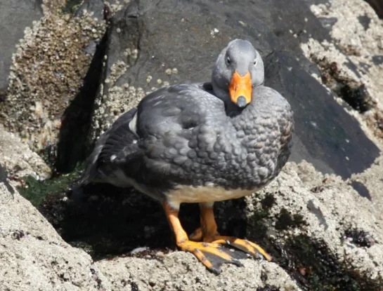 Pato vapor austral: el gigantesco animal de la Patagonia que permanece en estudio desde el siglo XIX