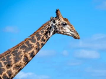 por qué las jirafas tienen el cuello tan largo