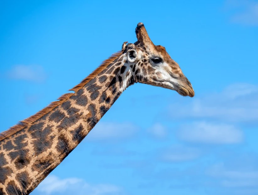 por qué las jirafas tienen el cuello tan largo