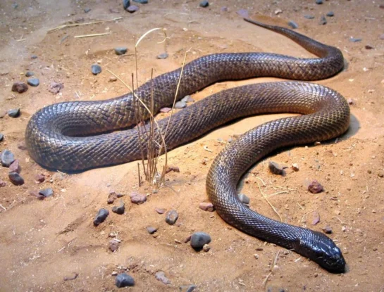 Veneno mortal y comportamiento muy tímido: así es la serpiente terrestre más peligrosa del mundo