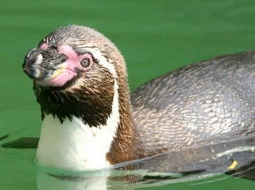 pinguino-de-humboldt