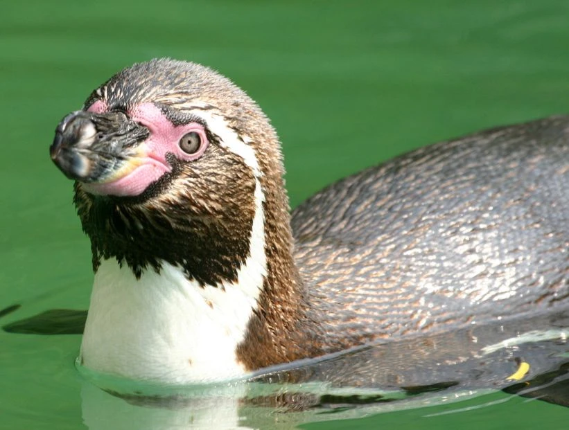 pinguino-de-humboldt