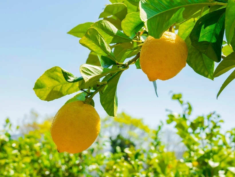 Esta es la provincia argentina que produce casi el 80% del limón del país