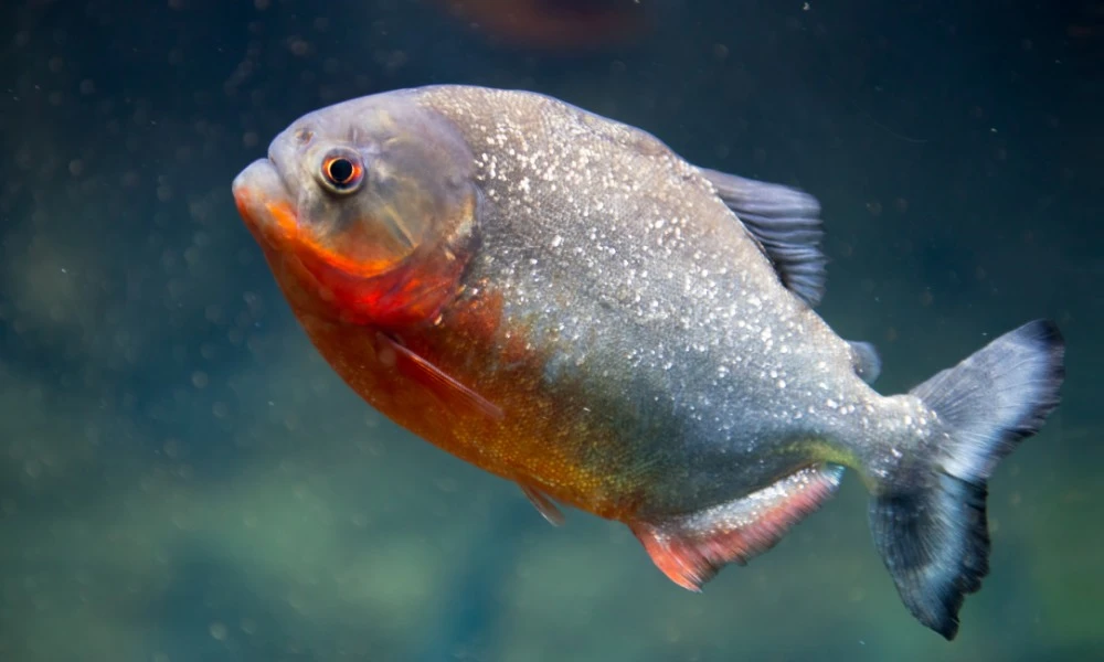 piraña origen y significado