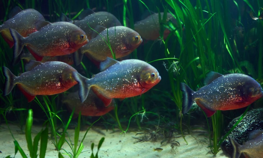 Piraña: cuál es el origen de su nombre y qué significa