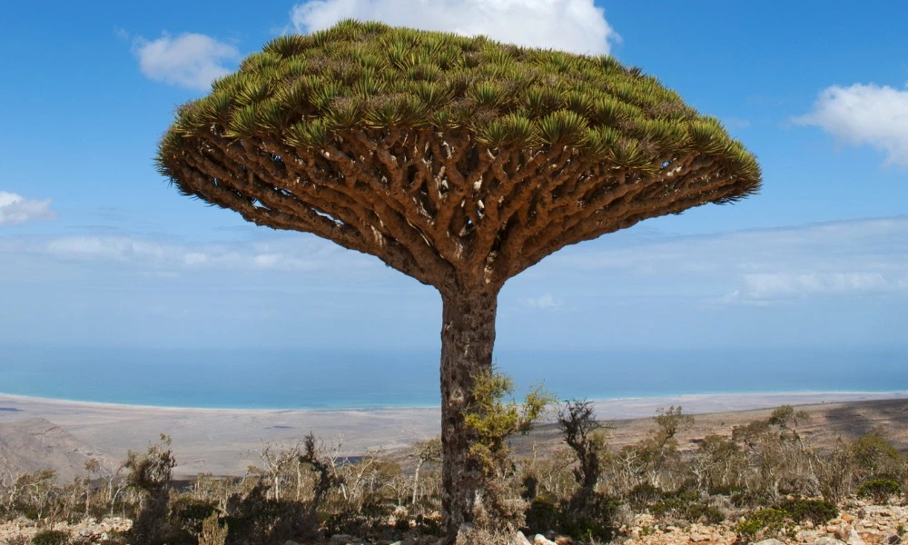 Árbol sangre de dragón: el árbol que crece en un solo país y produce una curiosa savia roja