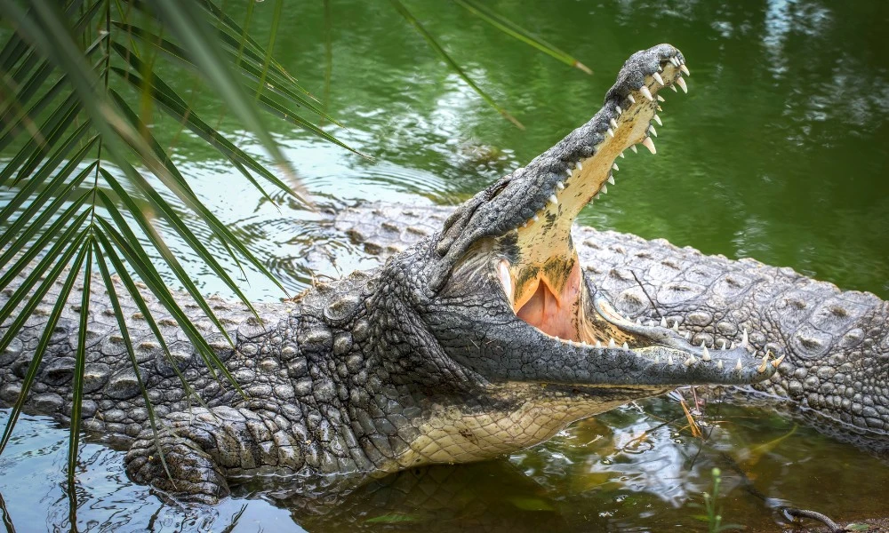 por qué los cocodrilos abren la boca cuando tienen calor