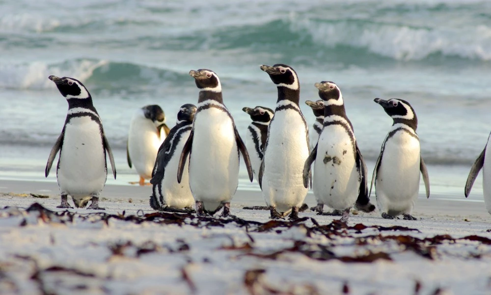 Pingüinos en vivo: cómo es el streaming argentino que muestra su vida en la Patagonia