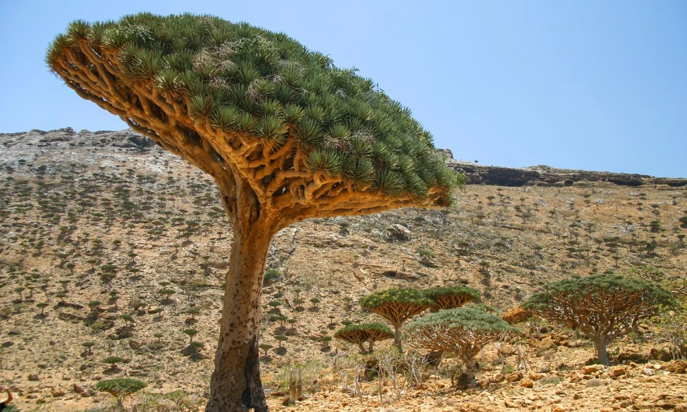 Árbol sangre de dragón: el árbol que crece en un solo país y produce una curiosa savia roja