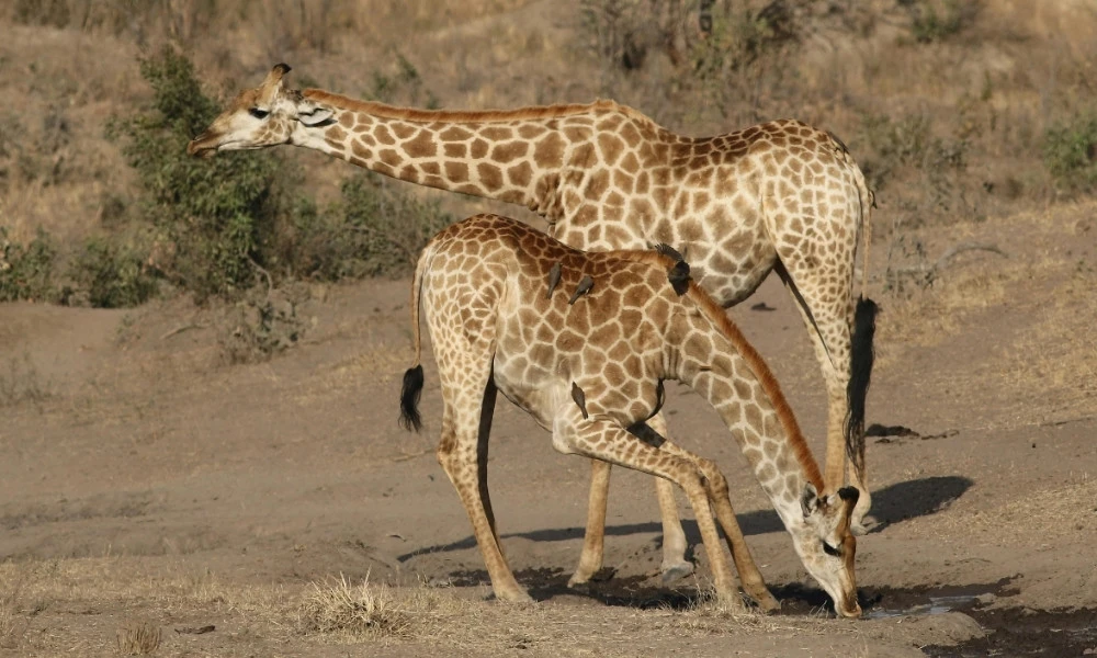 alimentación de animales