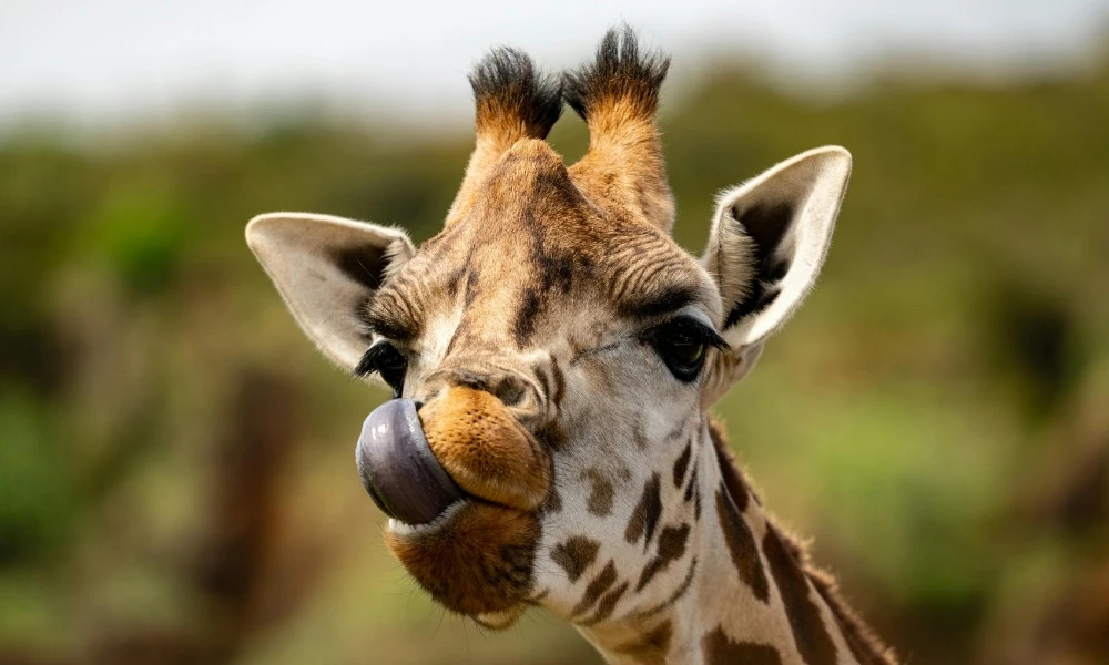 lengua de los mamíferos más altos