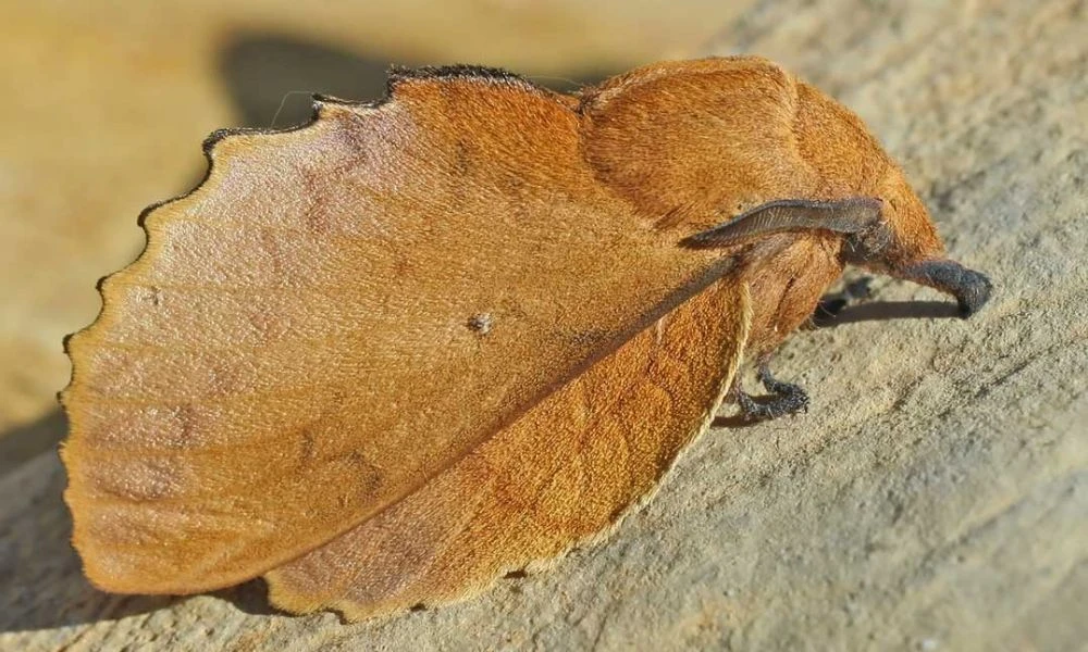 Aspecto de la mariposa hoja seca.