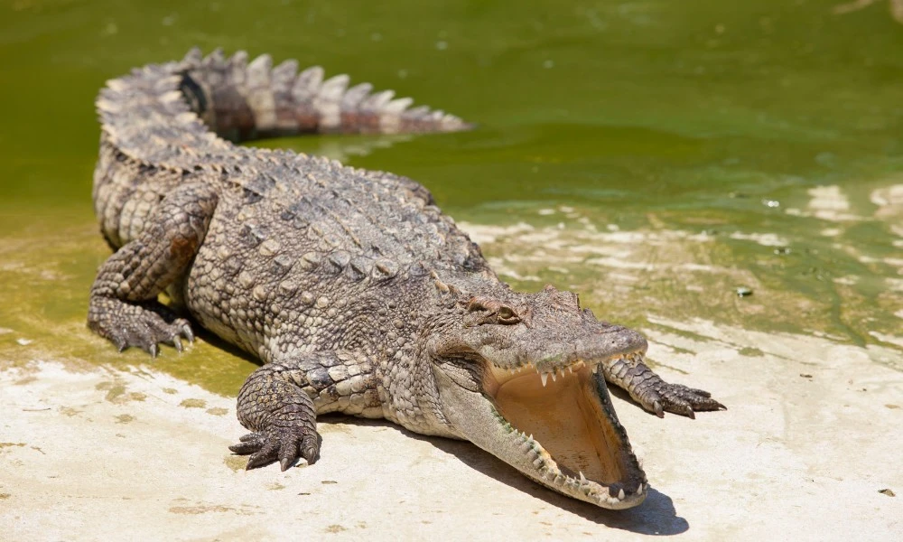 cocodrilos boca abierta