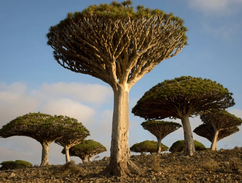 Árbol sangre de dragón: el árbol que crece en un solo país y produce una curiosa savia roja