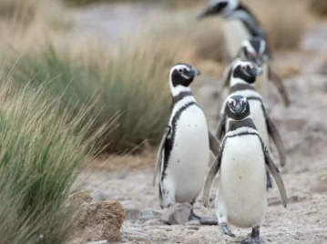 Pingüinos en vivo: cómo es el streaming argentino que muestra su vida en la Patagonia