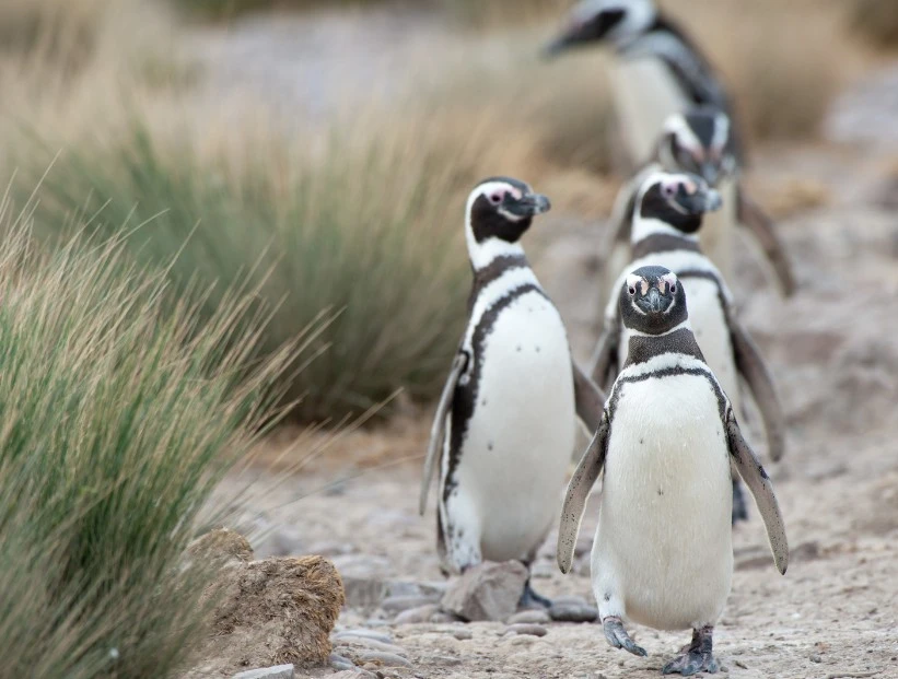Pingüinos en vivo: cómo es el streaming argentino que muestra su vida en la Patagonia