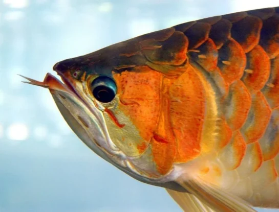 Arowana, el enorme pez de Asia que está en peligro de extinción