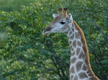 No solo hojas: qué comen las jirafas y por qué no necesitan tomar tanta agua