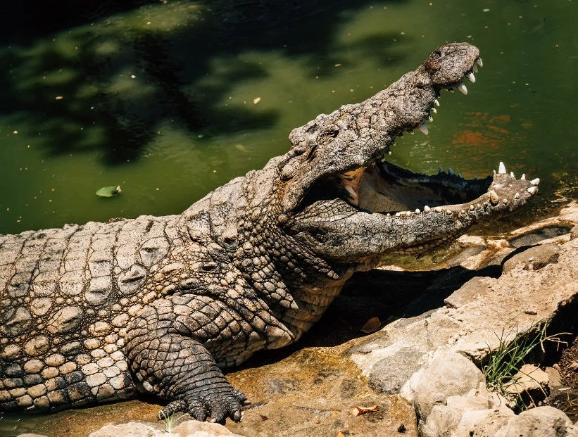 cocodrilos boca abierta