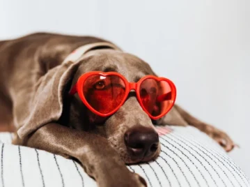 Lentes de sol: el gran invento que protege los ojos en el verano desde hace 900 años