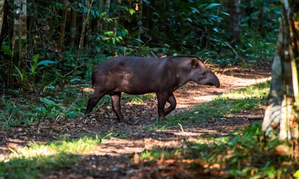 mamíferos de Sudamérica