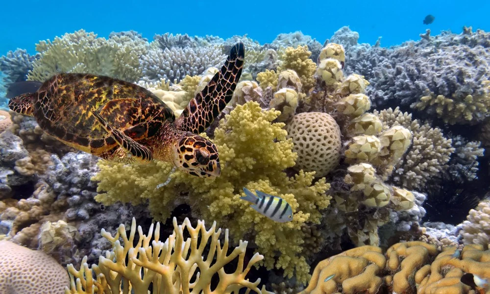 Gran Barrera de Coral: la estructura viva más grande del mundo puede verse desde el Espacio exterior